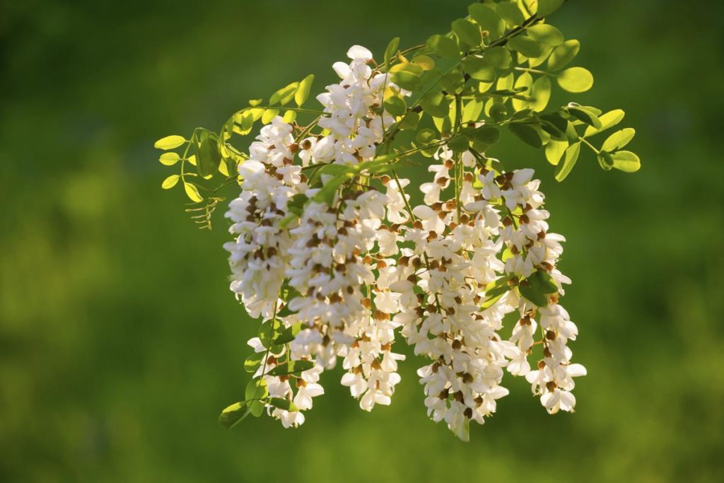 Fiori di Acacia