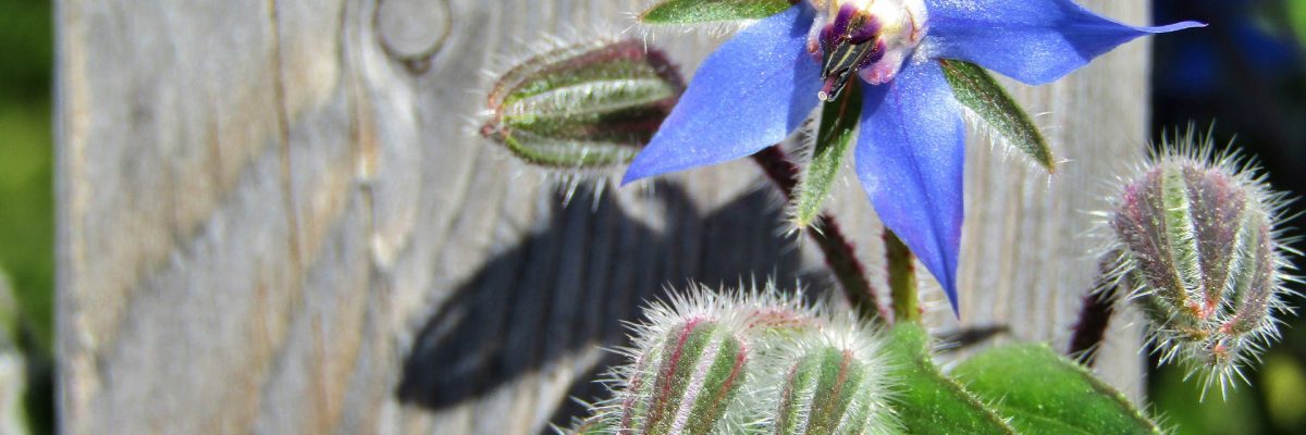 borage-4681092_1920