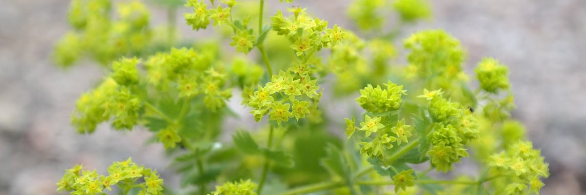 I piccoli fiori dell'Alchemilla